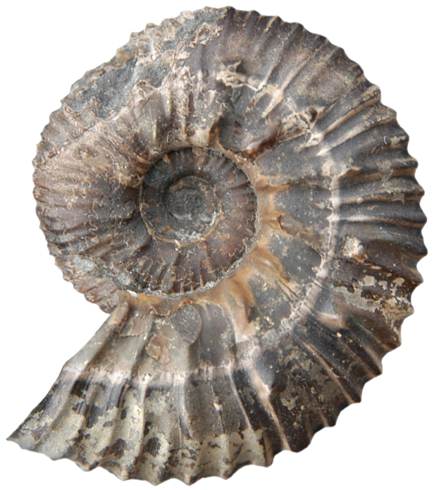 AlmaK-85_ammonite_transparent